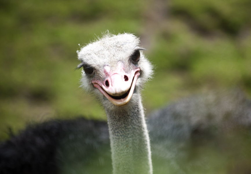 This image is from https://www.csmonitor.com/Business/The-Bite/2016/0402/Ostrich-could-revolutionize-the-meat-industry.-But-will-Americans-eat-it snowglobe